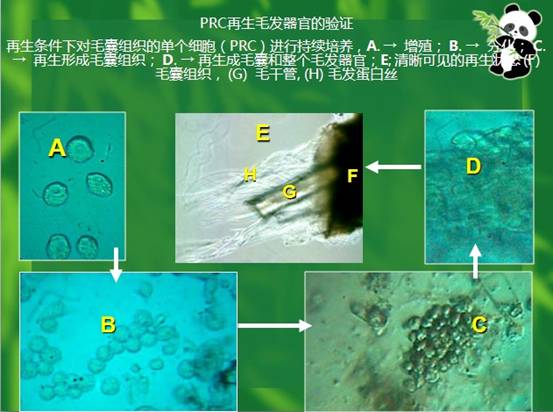 菲彩国际·(中国区)有限公司官网