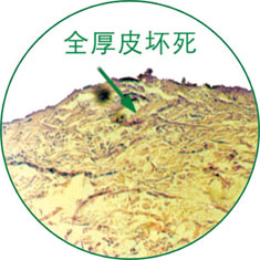 菲彩国际·(中国区)有限公司官网