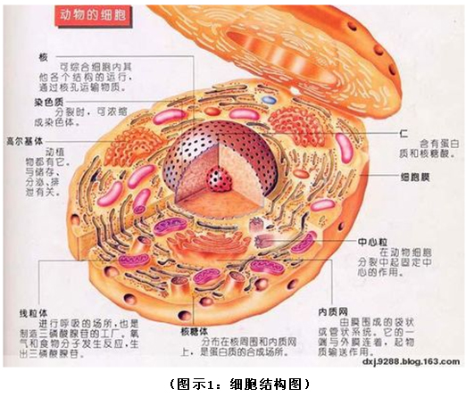 菲彩国际集团_破解人体生命再生延续之谜（二）