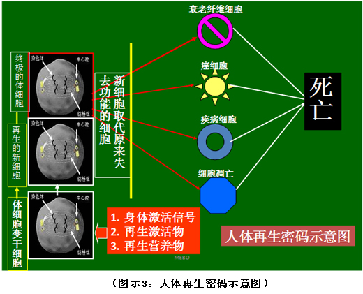 菲彩国际集团_破解人体生命再生延续之谜（二）