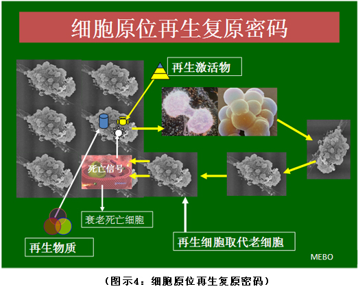 菲彩国际集团_破解人体生命再生延续之谜（二）