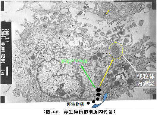 菲彩国际集团_破解人体生命再生延续之谜（二）