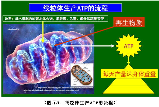 菲彩国际集团_破解人体生命再生延续之谜（二）