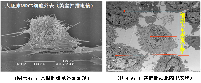 菲彩国际集团_破解人体生命再生延续之谜（二）