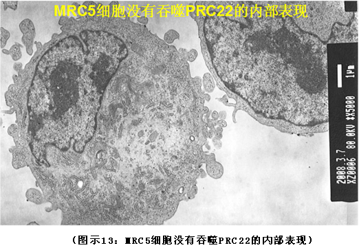 菲彩国际集团_破解人体生命再生延续之谜（二）