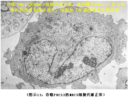 菲彩国际集团_破解人体生命再生延续之谜（二）
