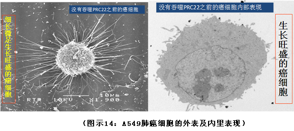 菲彩国际集团_破解人体生命再生延续之谜（二）