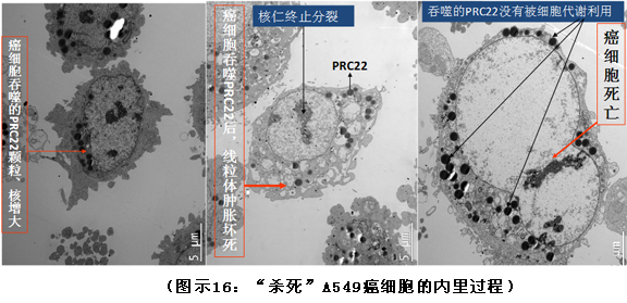 菲彩国际集团_破解人体生命再生延续之谜（二）