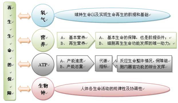 菲彩国际集团_人体再生回复科学养生的生命机理