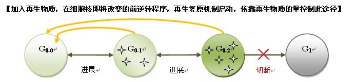 菲彩国际集团_人体再生回复科学养生的生命机理