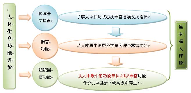 菲彩国际集团_人体再生回复科学养生的生命机理