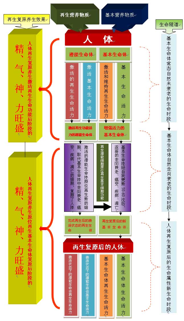 菲彩国际集团_人体再生回复科学养生的生命机理