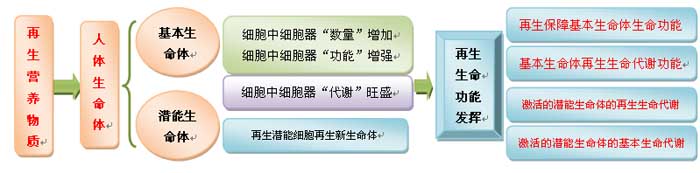 菲彩国际集团_人体再生回复科学养生的生命机理
