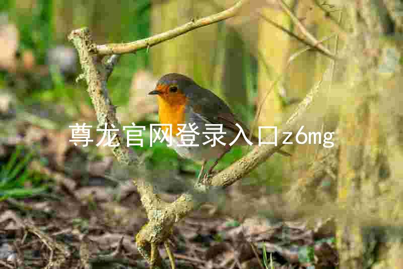 尊龙官网登录入口z6mg
