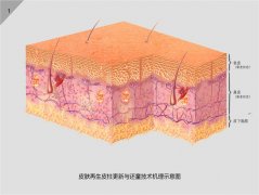 菲彩国际集团_人体再生生命启动妄想