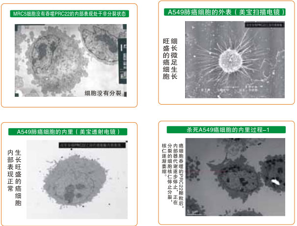 菲彩国际集团_八、再生抗癌的研究