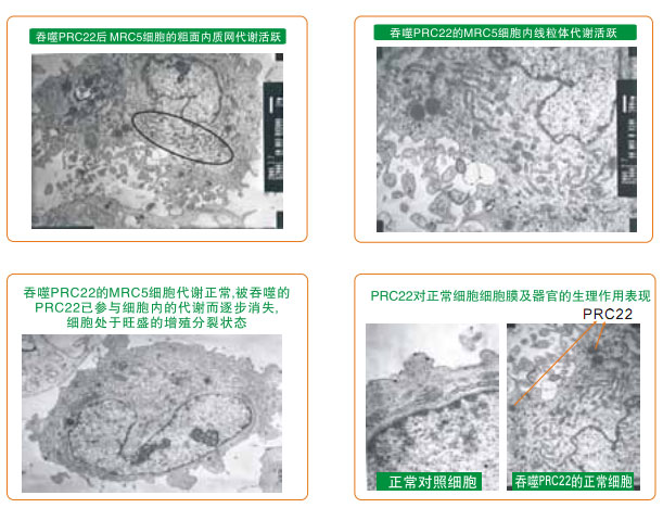 菲彩国际集团_八、再生抗癌的研究