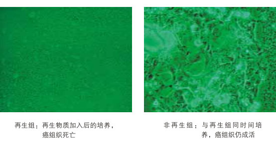 菲彩国际集团_八、再生抗癌的研究