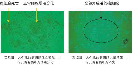 菲彩国际集团_八、再生抗癌的研究
