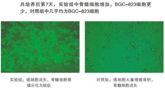 菲彩国际集团_八、再生抗癌的研究