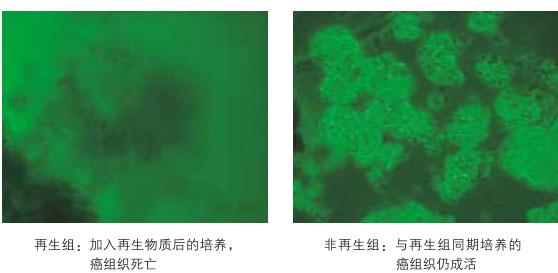 菲彩国际集团_八、再生抗癌的研究