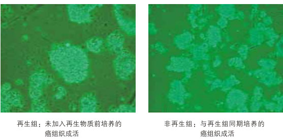 菲彩国际集团_八、再生抗癌的研究