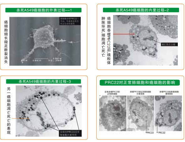 菲彩国际集团_八、再生抗癌的研究