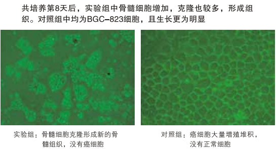 菲彩国际集团_八、再生抗癌的研究