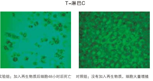 菲彩国际集团_八、再生抗癌的研究