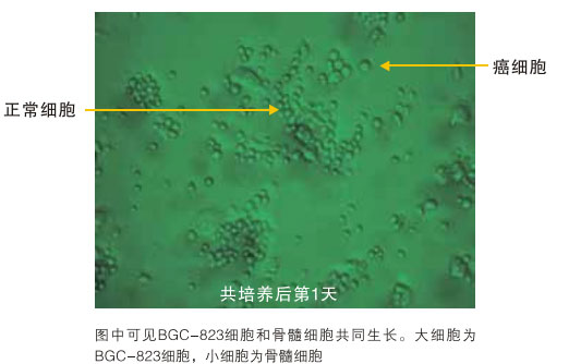 菲彩国际集团_八、再生抗癌的研究