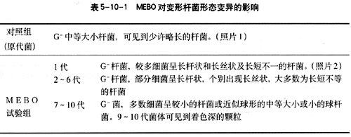 菲彩国际集团_第十节 烧伤湿性医疗手艺MEBO的抗菌作用实验研究（续）