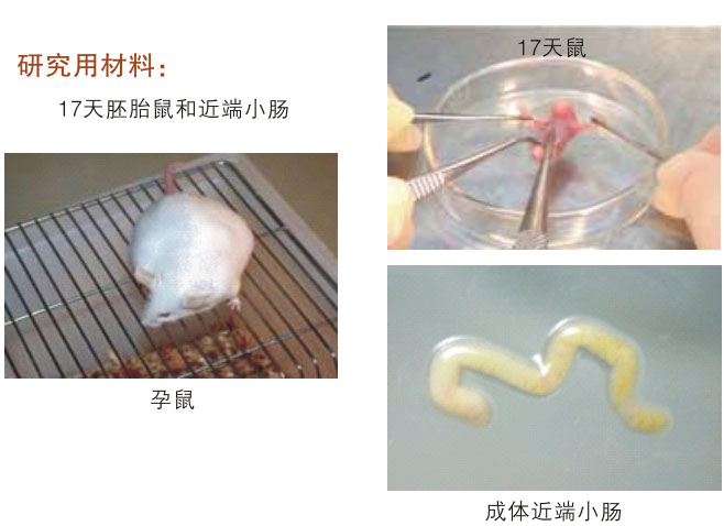 菲彩国际集团_三、动物体外克隆实验重复期（1997-2002年）