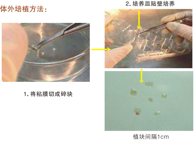 菲彩国际集团_三、动物体外克隆实验重复期（1997-2002年）