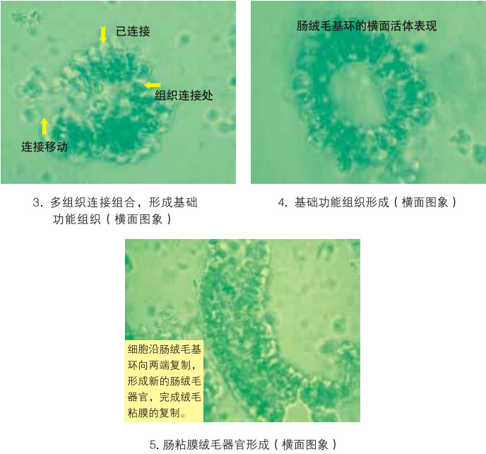 菲彩国际集团_三、动物体外克隆实验重复期（1997-2002年）