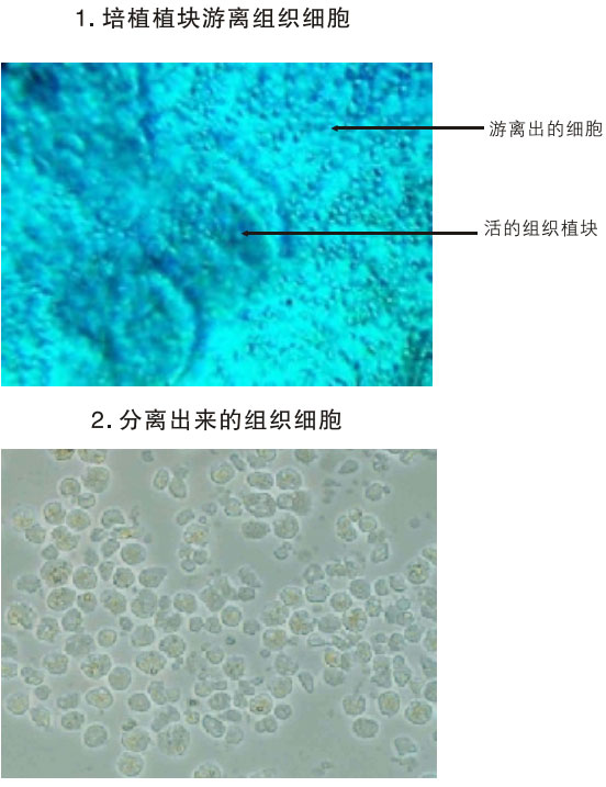 菲彩国际集团_三、动物体外克隆实验重复期（1997-2002年）