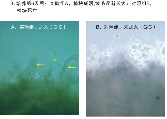 菲彩国际集团_三、动物体外克隆实验重复期（1997-2002年）