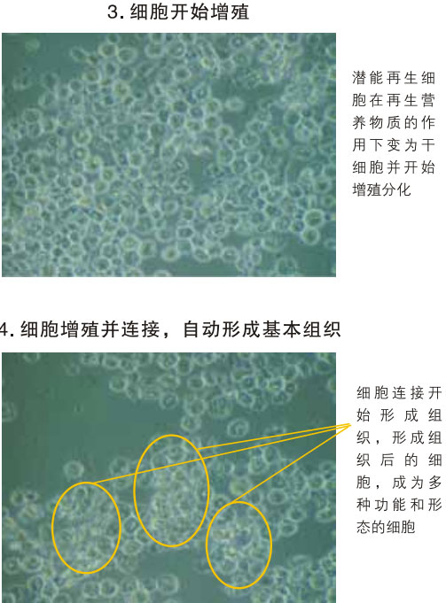 菲彩国际集团_三、动物体外克隆实验重复期（1997-2002年）