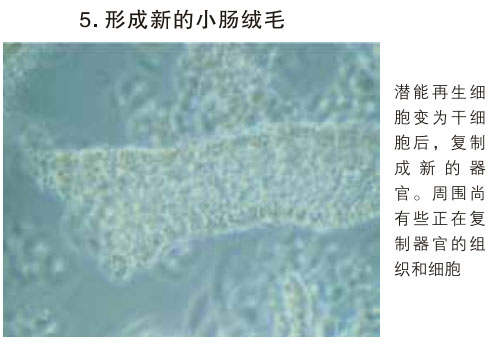 菲彩国际集团_三、动物体外克隆实验重复期（1997-2002年）