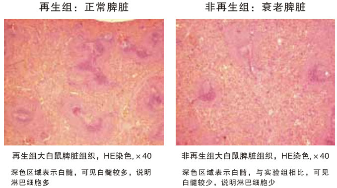 菲彩国际集团_四、动物体内原位再生回复实验期(2002—2007年)