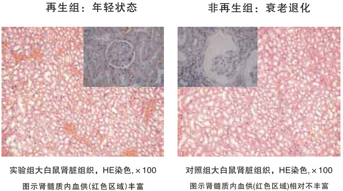菲彩国际集团_四、动物体内原位再生回复实验期(2002—2007年)