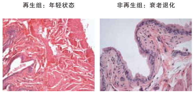 菲彩国际集团_四、动物体内原位再生回复实验期(2002—2007年)