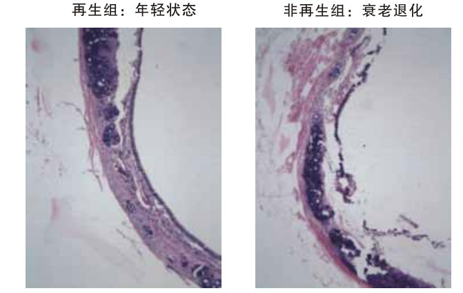 菲彩国际集团_四、动物体内原位再生回复实验期(2002—2007年)
