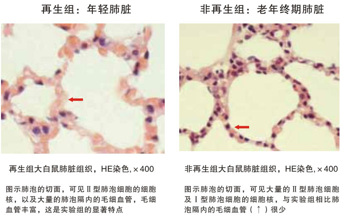 菲彩国际集团_四、动物体内原位再生回复实验期(2002—2007年)