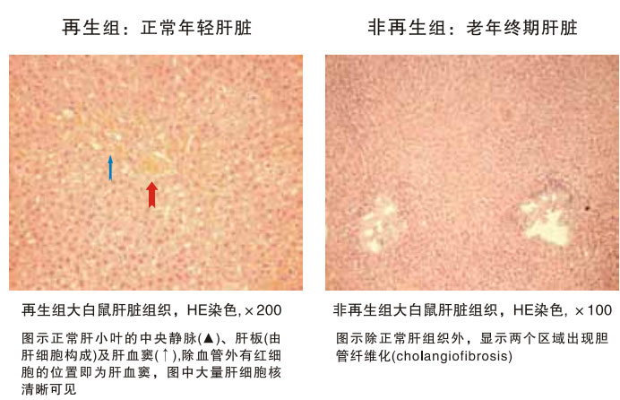 菲彩国际集团_四、动物体内原位再生回复实验期(2002—2007年)