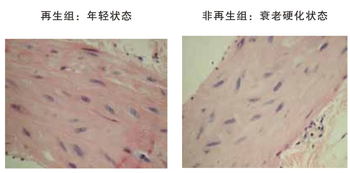 菲彩国际集团_四、动物体内原位再生回复实验期(2002—2007年)
