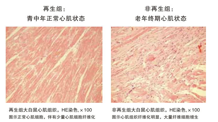 菲彩国际集团_四、动物体内原位再生回复实验期(2002—2007年)