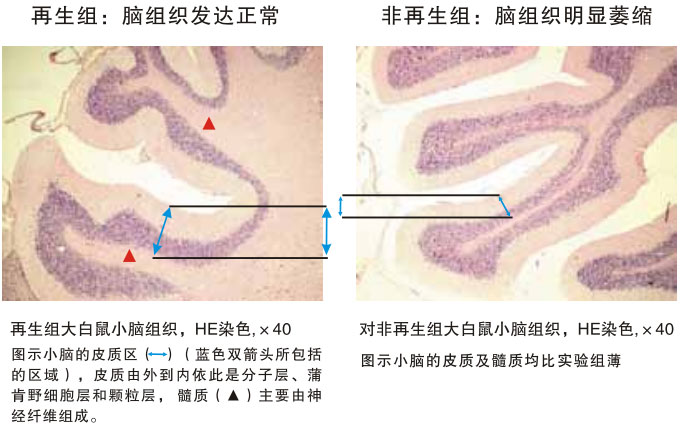菲彩国际集团_四、动物体内原位再生回复实验期(2002—2007年)