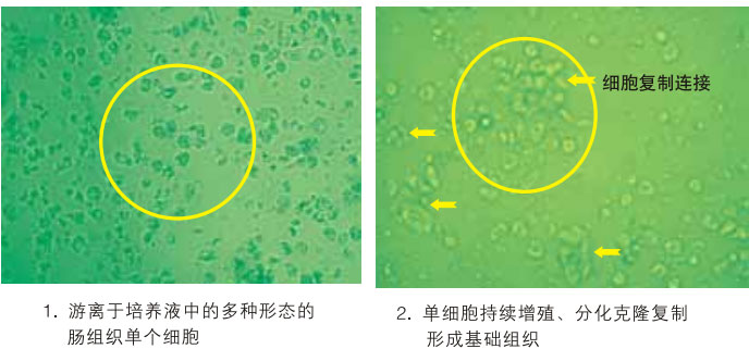 菲彩国际集团_三、动物体外克隆实验重复期（1997-2002年）