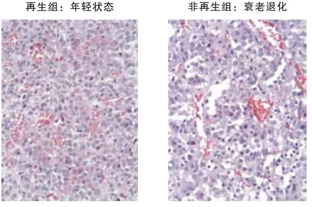菲彩国际集团_四、动物体内原位再生回复实验期(2002—2007年)