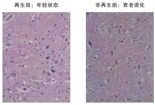 菲彩国际集团_四、动物体内原位再生回复实验期(2002—2007年)